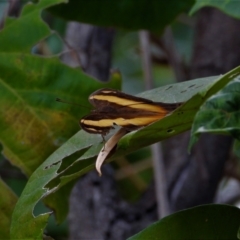 Unidentified Nymph (Nymphalidae) (TBC) at Cranbrook, QLD - 1 Oct 2019 by TerryS