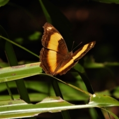 Unidentified Nymph (Nymphalidae) (TBC) at Cranbrook, QLD - 5 Oct 2019 by TerryS