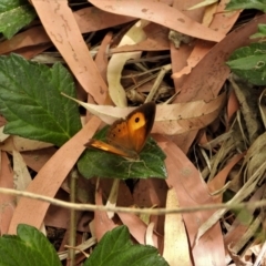 Mycalesis terminus (Orange Bush-brown) at Cranbrook, QLD - 21 Oct 2019 by TerryS