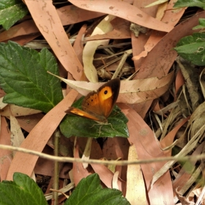 Mycalesis terminus (Orange Bush-brown) at Cranbrook, QLD - 20 Oct 2019 by TerryS