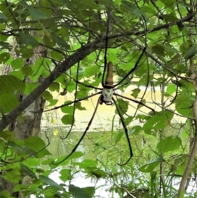Nephila pilipes (Giant Golden Orb-Weaving Spider) at Cranbrook, QLD - 18 Apr 2021 by TerryS