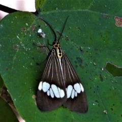 Nyctemera baulus (Asian Magpie Moth) at Cranbrook, QLD - 19 Jun 2021 by TerryS
