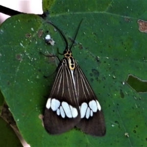 Nyctemera secundiana at Cranbrook, QLD - 19 Jun 2021 12:01 PM