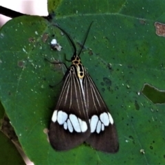 Unidentified Other moth at Cranbrook, QLD - 19 Jun 2021 by TerryS