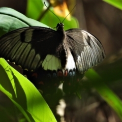 Papilio aegeus (Orchard Swallowtail, Large Citrus Butterfly) at Cranbrook, QLD - 26 Oct 2019 by TerryS