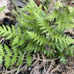 Unidentified Fern or Clubmoss at Paddys River, ACT - 11 Nov 2021 by JaneR