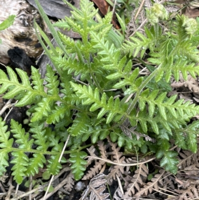 Unidentified Fern or Clubmoss at Paddys River, ACT - 11 Nov 2021 by JaneR