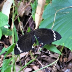 Papilio aegeus (Orchard Swallowtail, Large Citrus Butterfly) at Cranbrook, QLD - 18 Apr 2021 by TerryS