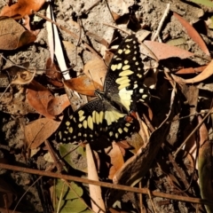 Papilio demoleus (Chequered Swallowtail) at Cranbrook, QLD - 15 Sep 2019 by TerryS