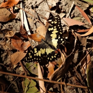 Papilio demoleus at Cranbrook, QLD - 15 Sep 2019