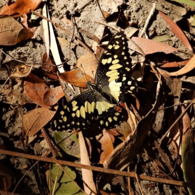 Papilio demoleus (Chequered Swallowtail) at Cranbrook, QLD - 15 Sep 2019 by TerryS