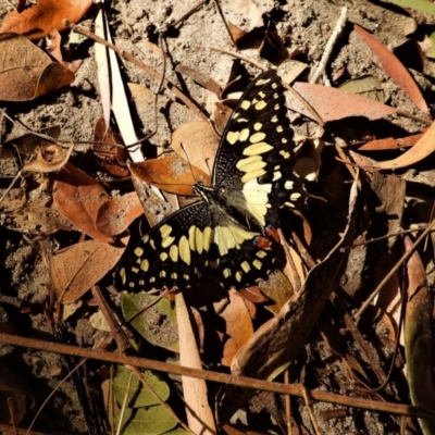 Papilio demoleus (Chequered Swallowtail) at Cranbrook, QLD - 14 Sep 2019 by TerryS