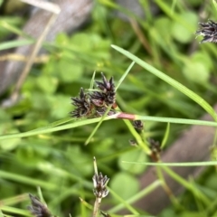 Schoenus apogon (Common Bog Sedge) at Gibraltar Pines - 11 Nov 2021 by JaneR