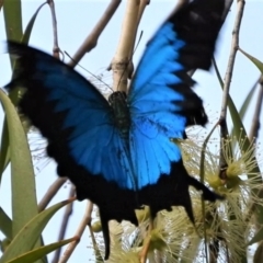 Papilio ulysses (Ulysses Butterfly) at Cranbrook, QLD - 8 Nov 2019 by TerryS