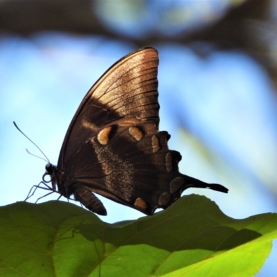 Papilio ulysses (Ulysses Butterfly) at Cranbrook, QLD - 20 Oct 2019 by TerryS