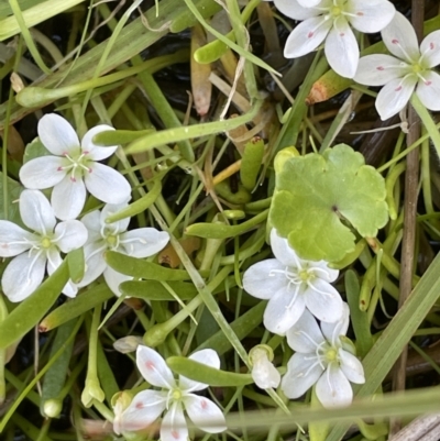 Montia australasica (White Purslane) at Paddys River, ACT - 11 Nov 2021 by JaneR