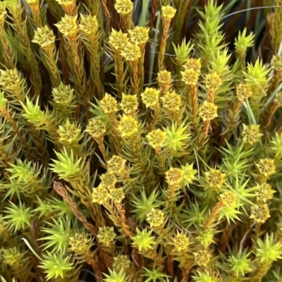 Polytrichaceae sp. (family) (A moss) at Paddys River, ACT - 11 Nov 2021 by JaneR