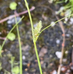 Carex inversa at Paddys River, ACT - 11 Nov 2021