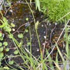 Carex inversa at Paddys River, ACT - 11 Nov 2021