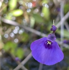 Utricularia dichotoma (Fairy Aprons, Purple Bladderwort) at Gibraltar Pines - 11 Nov 2021 by JaneR