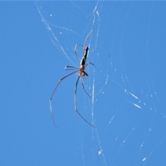 Tetragnatha sp. (genus) at Cranbrook, QLD - 20 Jul 2019 by TerryS