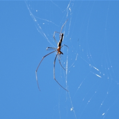 Tetragnatha sp. (genus) (Long-jawed spider) at Cranbrook, QLD - 21 Jul 2019 by TerryS