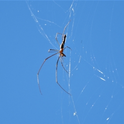 Unidentified Other web-building spider at Cranbrook, QLD - 20 Jul 2019 by TerryS