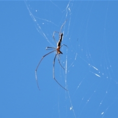 Unidentified Other web-building spider at Cranbrook, QLD - 20 Jul 2019 by TerryS