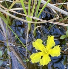 Nymphoides (genus) (A Marshwort) at Paddys River, ACT - 11 Nov 2021 by JaneR