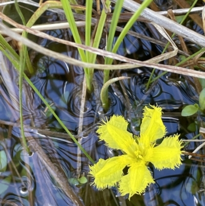 Nymphoides (genus) (A Marshwort) at Paddys River, ACT - 11 Nov 2021 by JaneR