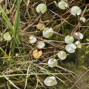 Nymphoides sp. at Paddys River, ACT - 11 Nov 2021