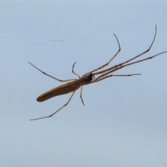 Tetragnatha sp. (genus) at Cranbrook, QLD - 8 Oct 2019 by TerryS