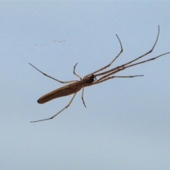 Unidentified Other web-building spider (TBC) at Cranbrook, QLD - 8 Oct 2019 by TerryS