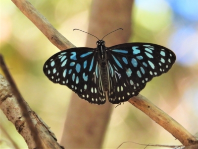 Tirumala hamata (Blue Tiger) at Cranbrook, QLD - 8 Aug 2021 by TerryS