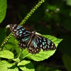 Tirumala hamata (Blue Tiger) at Cranbrook, QLD - 8 Nov 2019 by TerryS