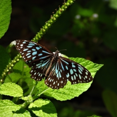 Tirumala hamata (Blue Tiger) at Cranbrook, QLD - 8 Nov 2019 by TerryS