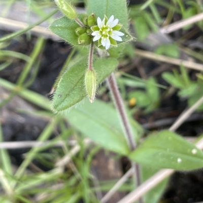 Cerastium glomeratum (Sticky Mouse-ear Chickweed) at Gibraltar Pines - 11 Nov 2021 by JaneR