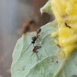 Cotesia glomerata at Isaacs, ACT - 12 Nov 2021 02:23 PM