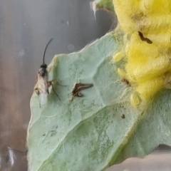 Cotesia glomerata at Isaacs, ACT - 12 Nov 2021