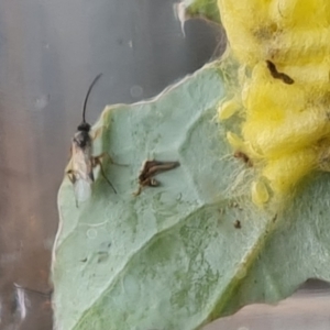 Cotesia glomerata at Isaacs, ACT - 12 Nov 2021 02:23 PM