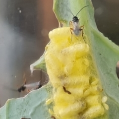 Cotesia glomerata at Isaacs, ACT - 12 Nov 2021