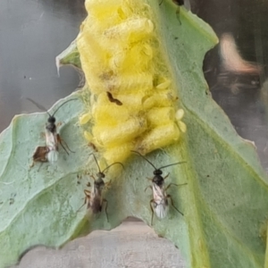 Cotesia glomerata at Isaacs, ACT - 12 Nov 2021 02:23 PM