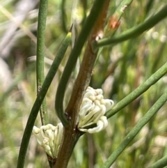 Hakea microcarpa (Small-fruit Hakea) at Gibraltar Pines - 11 Nov 2021 by JaneR