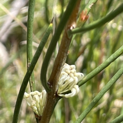 Hakea microcarpa (Small-fruit Hakea) at Paddys River, ACT - 11 Nov 2021 by JaneR