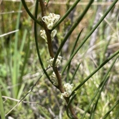 Hakea microcarpa at Paddys River, ACT - 11 Nov 2021