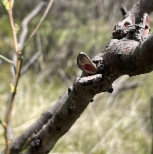 Hakea microcarpa at Paddys River, ACT - 11 Nov 2021