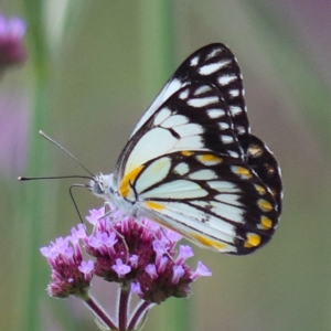 Belenois java at Quipolly, NSW - 12 Nov 2021