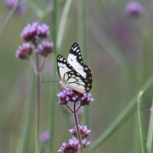 Belenois java at Quipolly, NSW - 12 Nov 2021