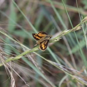 Ocybadistes walkeri at Quipolly, NSW - 11 Nov 2021