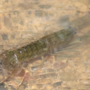 Unidentified Freshwater Crayfish at suppressed by Sarah2019